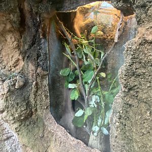 Butterfly & Insect Pavilion - Jungle Nymph Terrarium