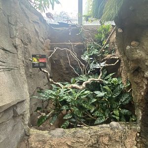 Butterfly & Insect Pavilion - Saffron Finch Exhibit