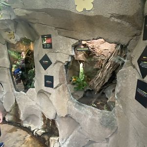 Butterfly & Insect Pavilion - Giant Jumpingstick & Madagascar Hissing Cockroach Terrariums