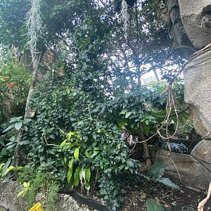 Butterfly & Insect Pavilion - Crested Wood Partridge/Blue Crowned Laughingthrush Exhibit