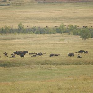 9/9/2021 - Rounded Up Bison Herd