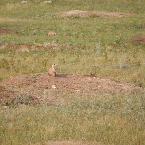 9/9/2021 - Prairie Dog Mound