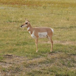 9/9/2021 - Female Pronghorn