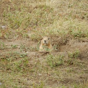 9/9/2021 - Who Goes There?