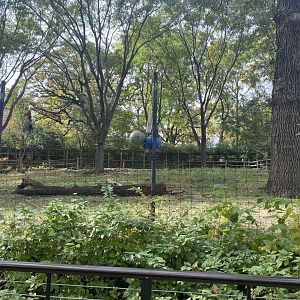 Okapi/Yellow-Backed Duiker/Abyssinian Ground Hornbill Exhibit