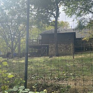 Okapi/Yellow-Backed Duiker/Abyssinian Ground Hornbill Exhibit
