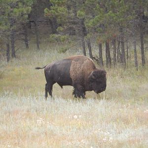 9/9/2021 - Lone Male Bison