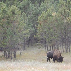 9/9/2021 - Grazing Amongst the Conifers