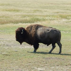9/11/2021 - American Bison