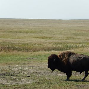 9/11/2021 - Ruler of the Plains