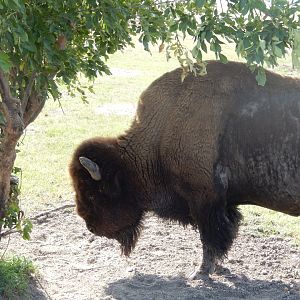 9/11/2021 - Framed By Branches