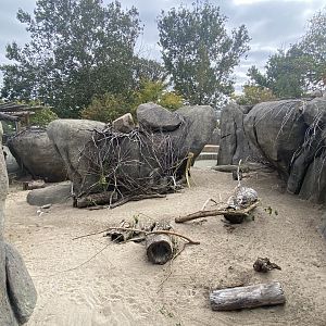 African Grasslands - Klipspringer/Meerkat/Leopard Tortoise Exhibit