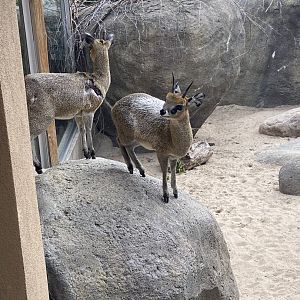 African Grasslands - Klipspringers