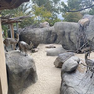 African Grasslands - Klipspringer/Meerkat/Leopard Tortoise Exhibit