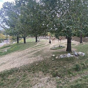 African Grasslands - Giraffe/Impala/Lesser Kudu/Ostrich/White Stork