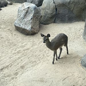 African Grasslands - Klipspringer