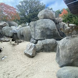African Grasslands - Klipspringer/Meerkat/Leopard Tortoise Exhibit