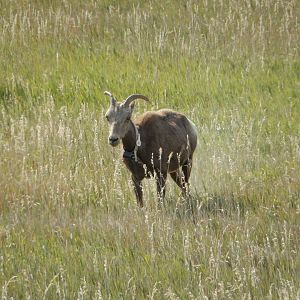 9/11/2021 - Female Bighorn Sheep