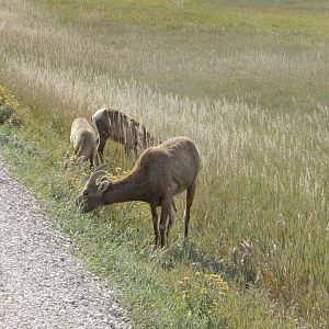 9/11/2021 - Bighorn Group