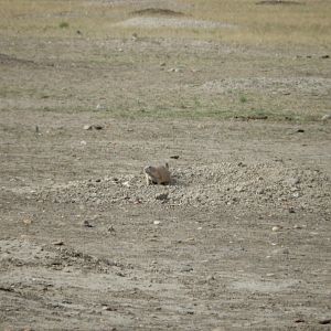 9/11/2021 - Prairie Dog