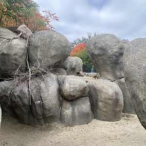 African Grasslands - Klipspringer/Meerkat/Leopard Tortoise Exhibit