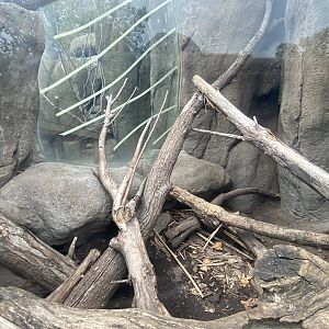 African Grasslands - White-Throated Monitor Exhibit