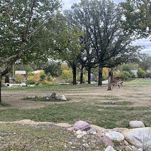 African Grasslands - Giraffe/Impala/Lesser Kudu/Ostrich/White Stork