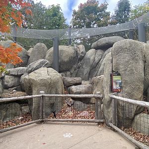 African Grasslands - Rock Hyrax/Golden-Breasted Starling/Kenyan Crested Guineafowl/Cape Thick-Knee/African Red-billed Hornbill