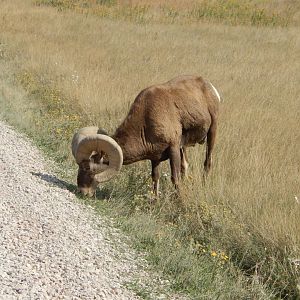 9/11/2021 - Roadside Grazing