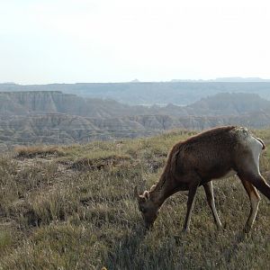 9/11/2021 - Grazing With A View