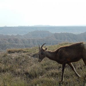 9/11/2021 - Queen of the Mountain
