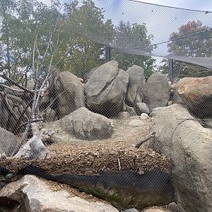 African Grasslands - Rock Hyrax/Golden-Breasted Starling/Kenyan Crested Guineafowl/Cape Thick-Knee/African Red-billed Hornbill