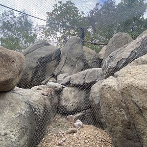 African Grasslands - Rock Hyrax/Golden-Breasted Starling/Kenyan Crested Guineafowl/Cape Thick-Knee/African Red-billed Hornbill