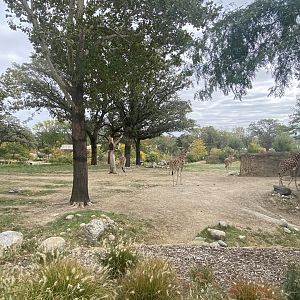 African Grasslands - Giraffe/Impala/Leaser Kudu/Ostrich/White Stork