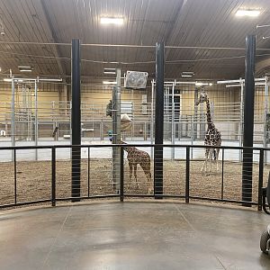African Grasslands - Giraffe Herd Rooms