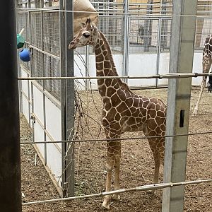 Generic Giraffe Calf