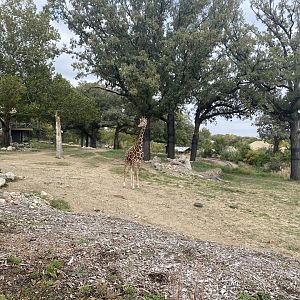 African Grasslands - Giraffe/Impala/Leaser Kudu/Ostrich/White Stork