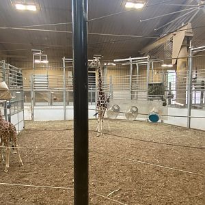 African Grasslands - Giraffe Herd Rooms