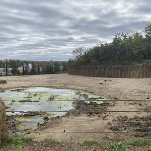 African Grasslands - African Bush Elephant Exhibit