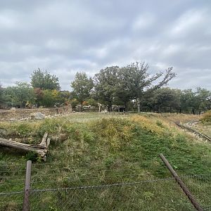 African Grasslands - Giraffe/Impala/Leaser Kudu/Ostrich/White Stork
