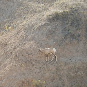 9/11/2021 - Little Guy on a Big Cliff
