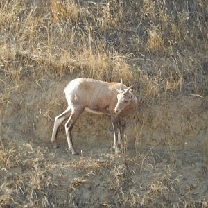 9/11/2021 - Adolescent Bighorn