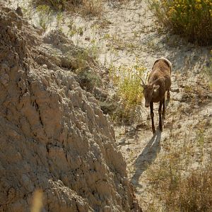 9/11/2021 - Down in the Gorge