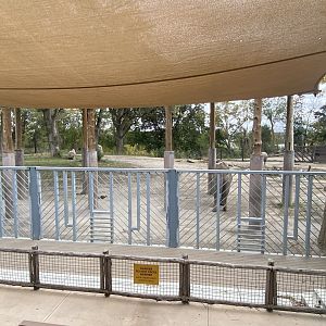 African Grasslands - African Bush Elephant Amphitheater