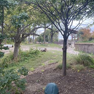 African Grasslands - Grant’s Zebra/African Bush Elephant Exhibit