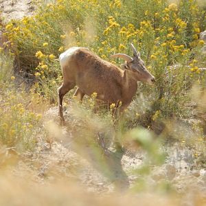 9/11/2021 - Flower Girl