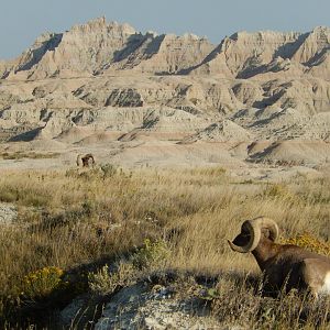 9/11/2021 - Double Rams