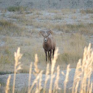 9/11/2021 - Stare Down