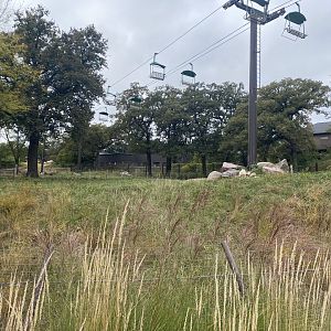 African Grasslands - Southern White Rhino Exhibit