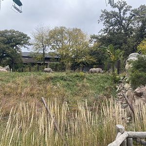 African Grasslands - Southern White Rhino Exhibit